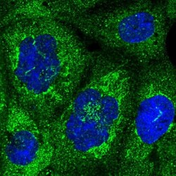 NUPL1 Antibody, Novus Biologicals:Antibodies:Primary Antibodies